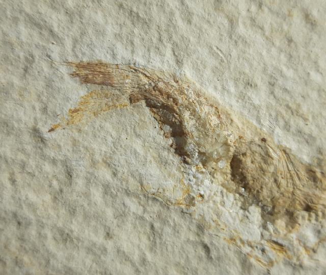 Leptolepides sprattiformis (BLAINVILLE 1818) - Bild © FossNet FossilienStore
